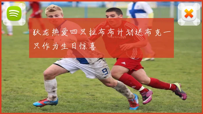 狄龙热爱四只拉布布计划送布克一只作为生日惊喜